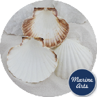 8604/100 - Atlantic Scallop Shells - Large - 100 Shell Catering Pack